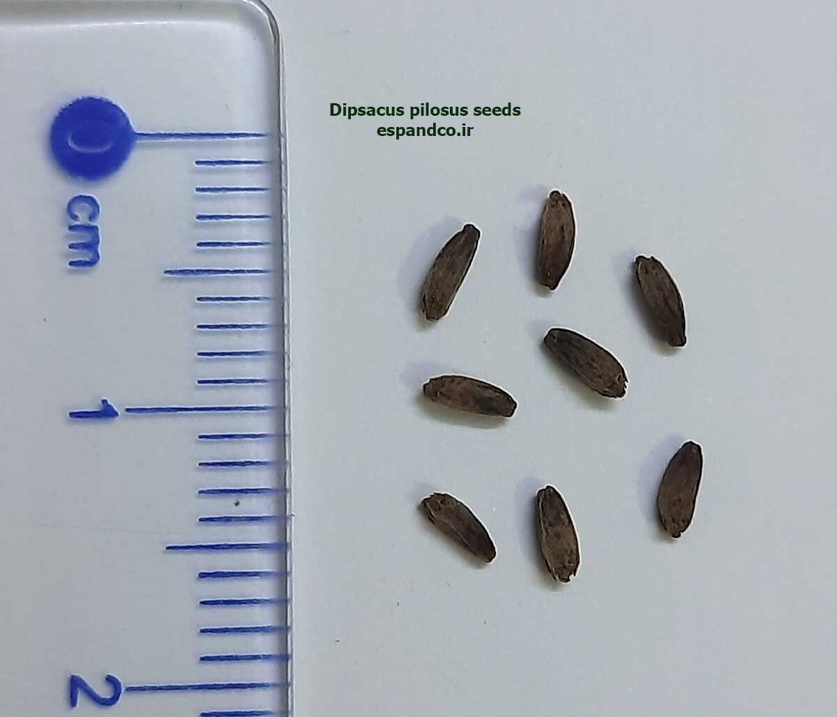  Dipsacus pilosus seeds 